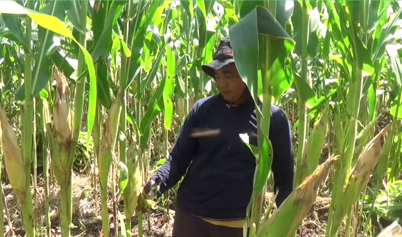 Petani Jagung Diserang Hama Ulat dan Jamur