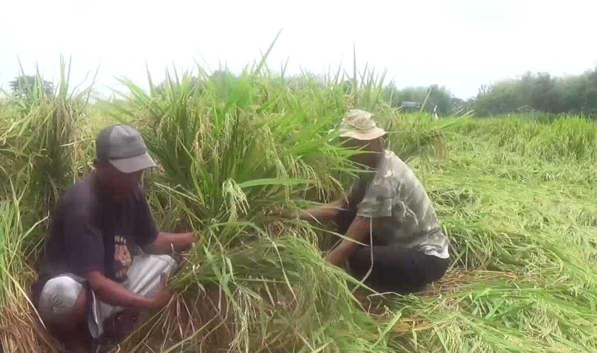 Puluhan hektar padi roboh diterjang hujan dan angin kencang. (metrotv)