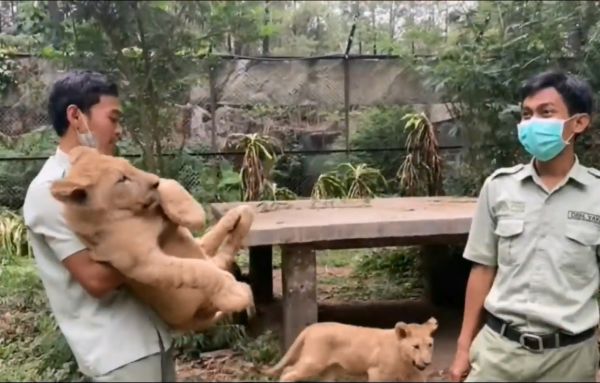 Tiga Bayi Singa Afrika Lahir di Taman Safari II