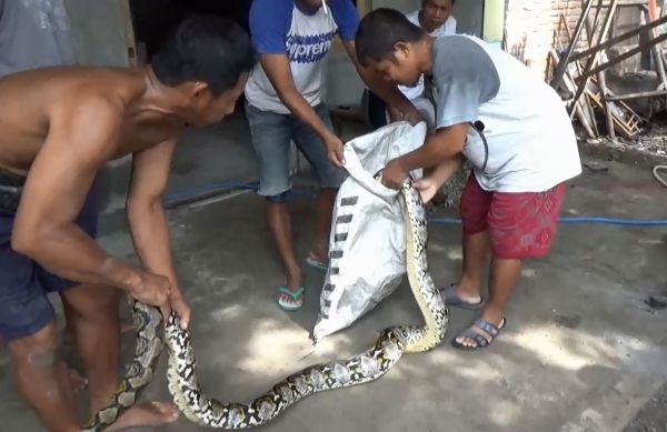 Memangsa Ternak, Ular Phyton Besar Ditangkap Warga