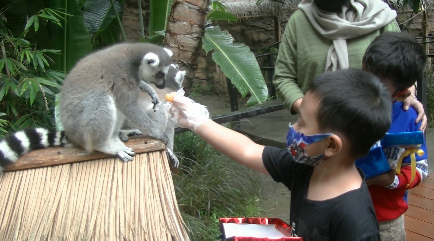 Salah satu pengunjung beruntung yang diberikan kesempatan memberi makan lemur (Foto / Metro TV)