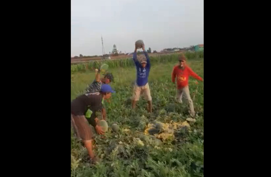 Gagal Panen, Petani Blewah di Jombang Ngamuk