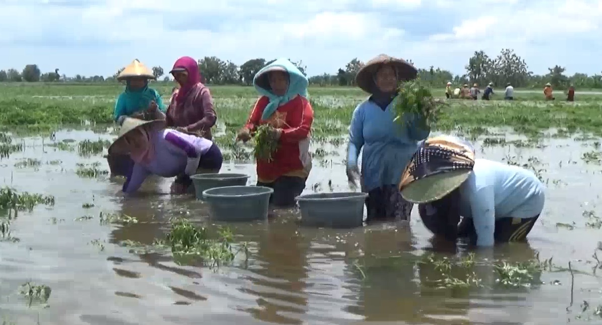 Sejumlah petani cabe di Jombang terpakan panen lebih dini akibat banjir. (metrotv) 