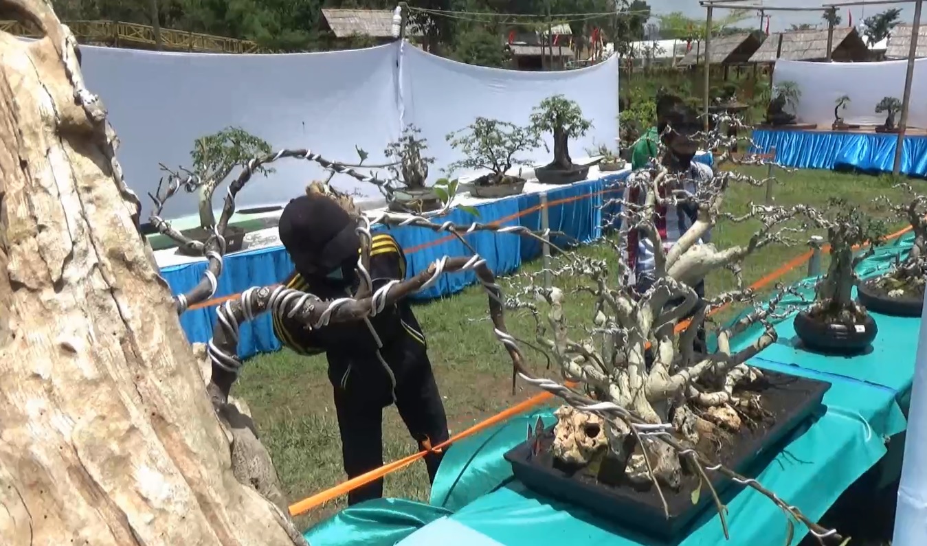 Ratusan bonsai dipamerkan di lokasi Wisata Randugede, Magetan. (metrotv)