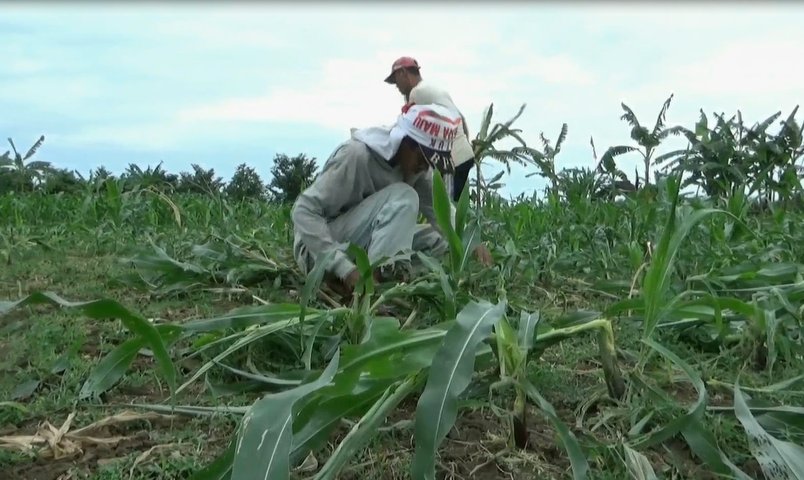 Kondisi tanaman jagung setelah diserang tikus. (ft/metrotv)