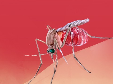 Ilustrasi Nyamuk Aedes Aegypti/Medcom.id