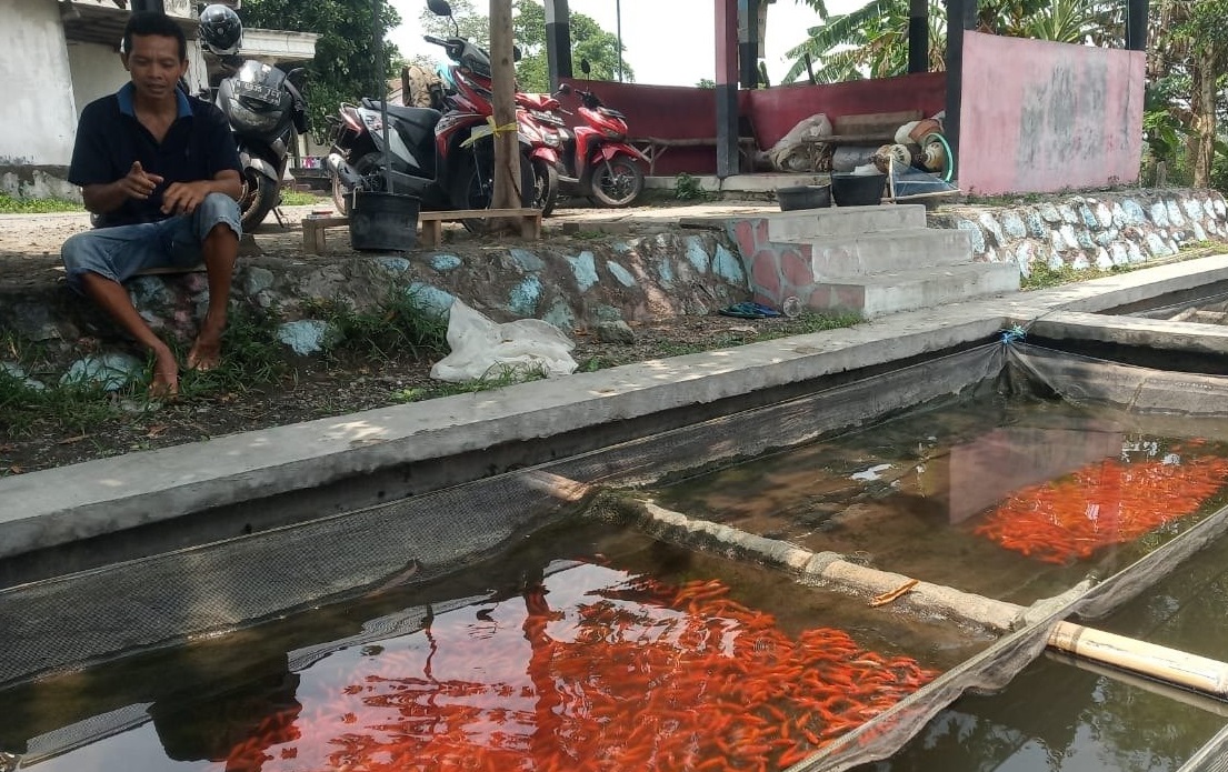 Permintaan Ikan Koi Meningkat Saat Pandemi