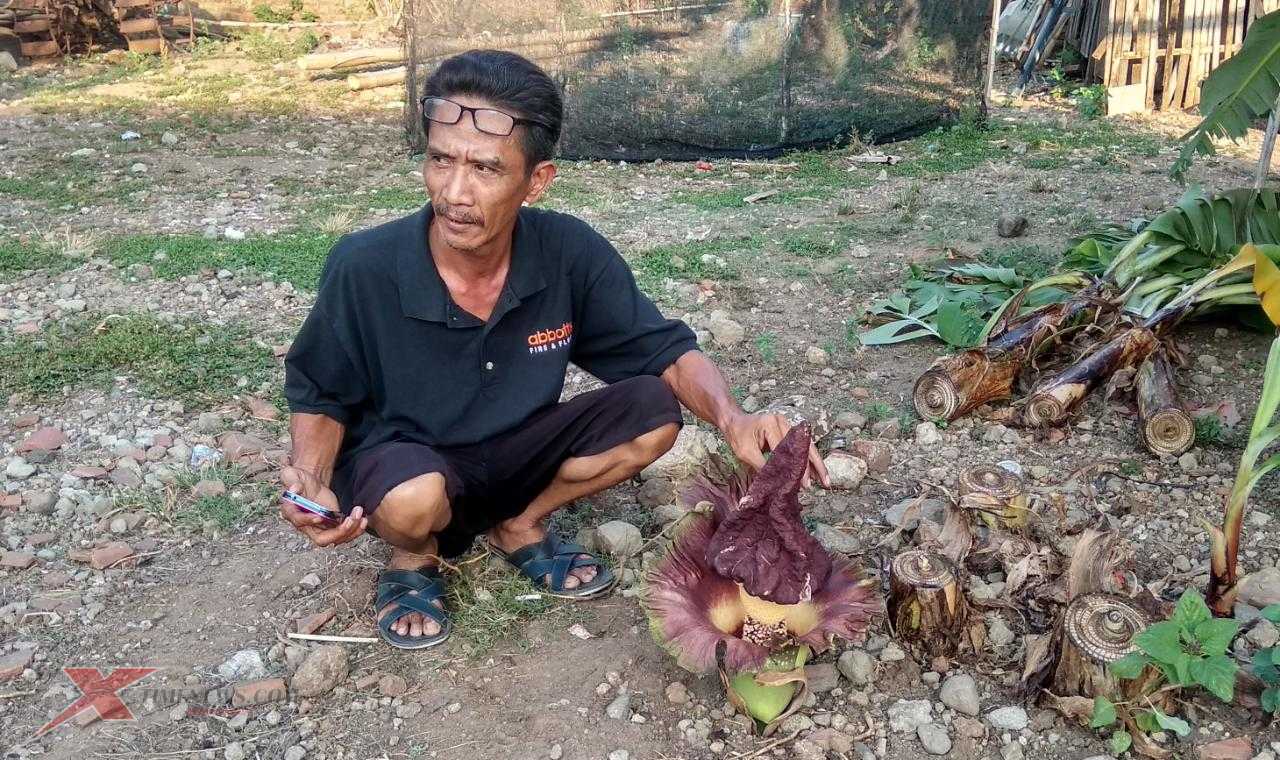 Puluhan Bunga Bangkai Tumbuh di Persawahan Warga Mojokerto