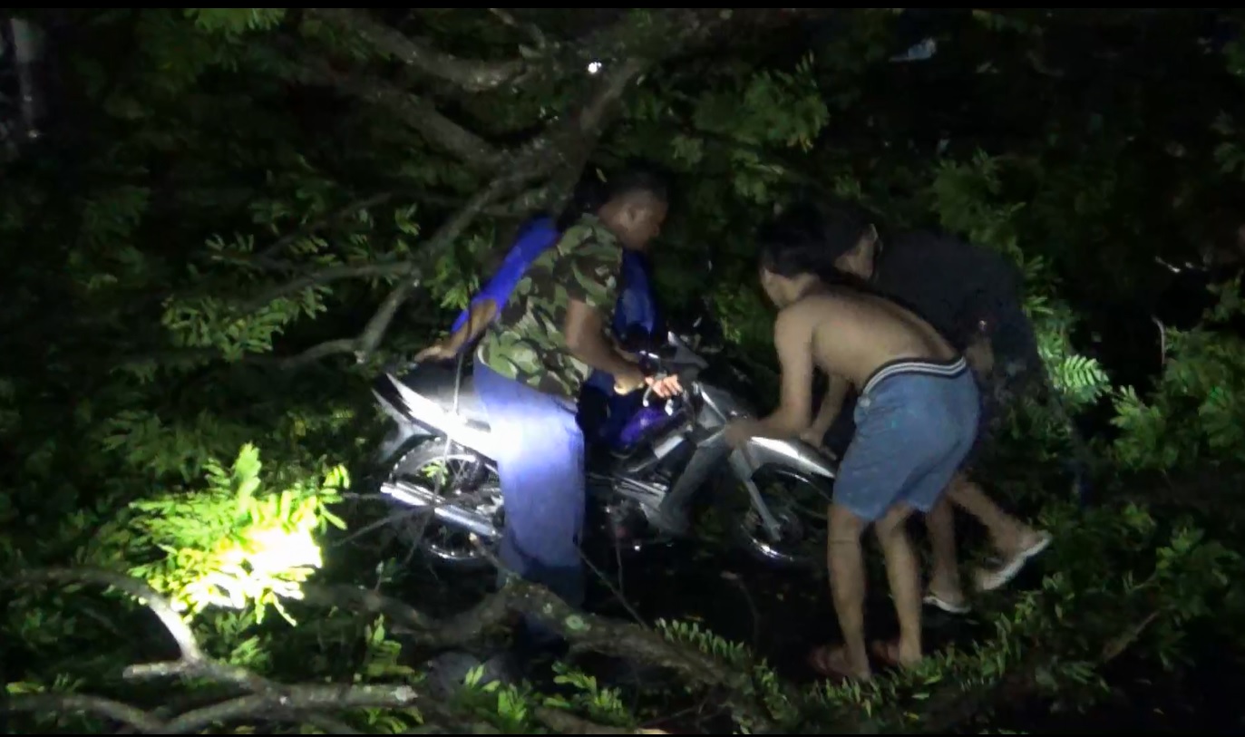 Pohon Tumbang Timpa Pengendara Motor