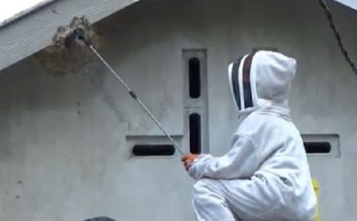 Petugas dari Unit Pemadam Kebakaran BPBD Kabupaten Jombang memusnahkan sarang tawon vespa di rumah warga (Foto / Metro TV)