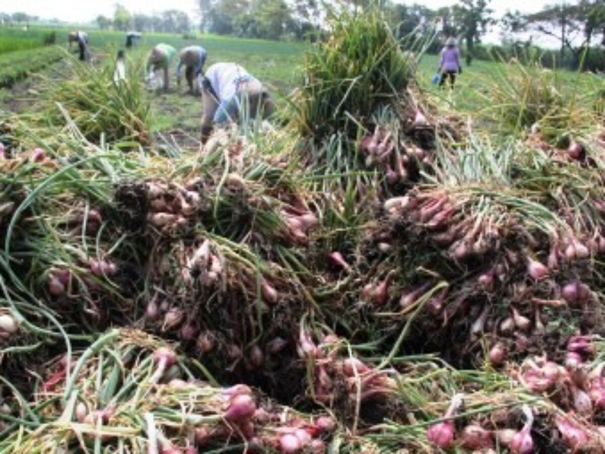 Tanaman bawang di Magetan rusak akibat cuaca buruk (Foto / Metro TV)