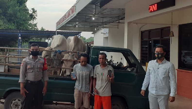 Dua Pencuri Sapi di Gresik Dicokok