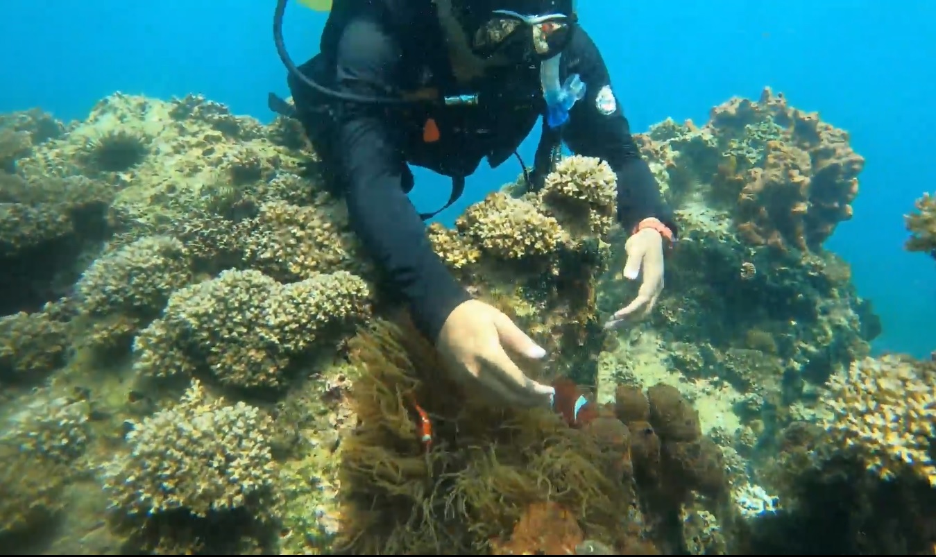 Terumbu karang dan ratusan ikan nemo di bawah laut Pantai Bohay Probolinggo. (metrotv)