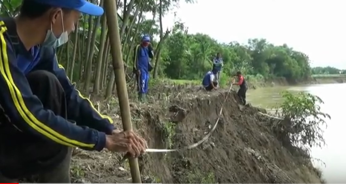 Tim Mitigasi Tagana Kabupaten Tuban mengukur luas longsor di Tanggul Sungai Bengawan Solo. (metrotv)