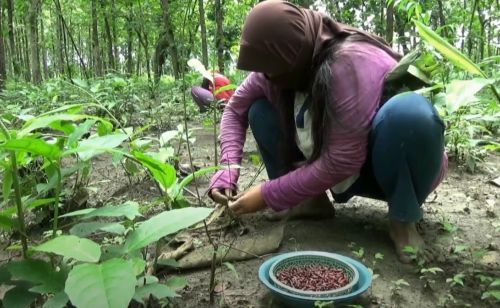 Warga Tuban berburu ulat daun jati yang muncul setiap awal musim penghujan. (metrotv)