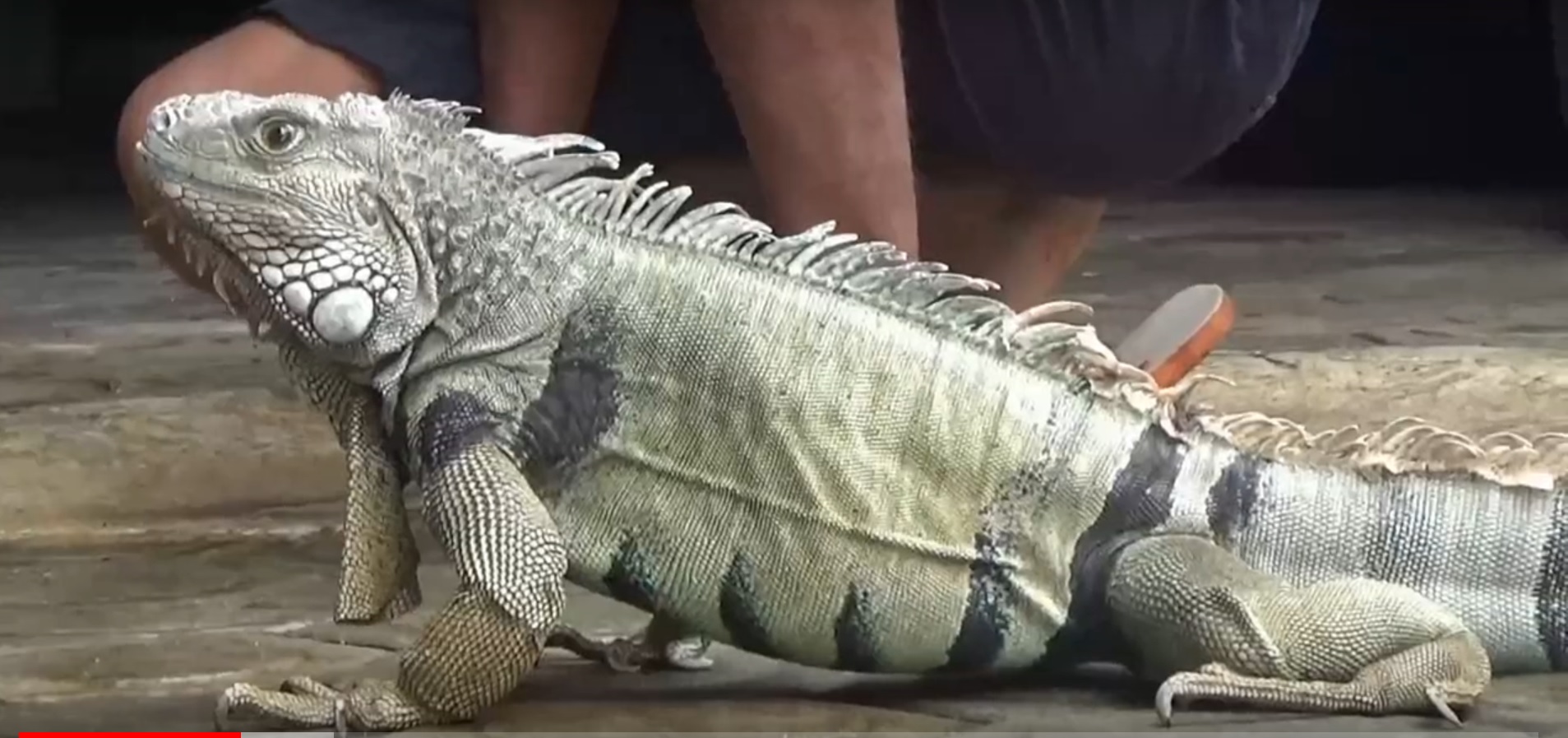 Hobi Membawa Hoki, Penangkar Iguana Beromzet Belasan Juta