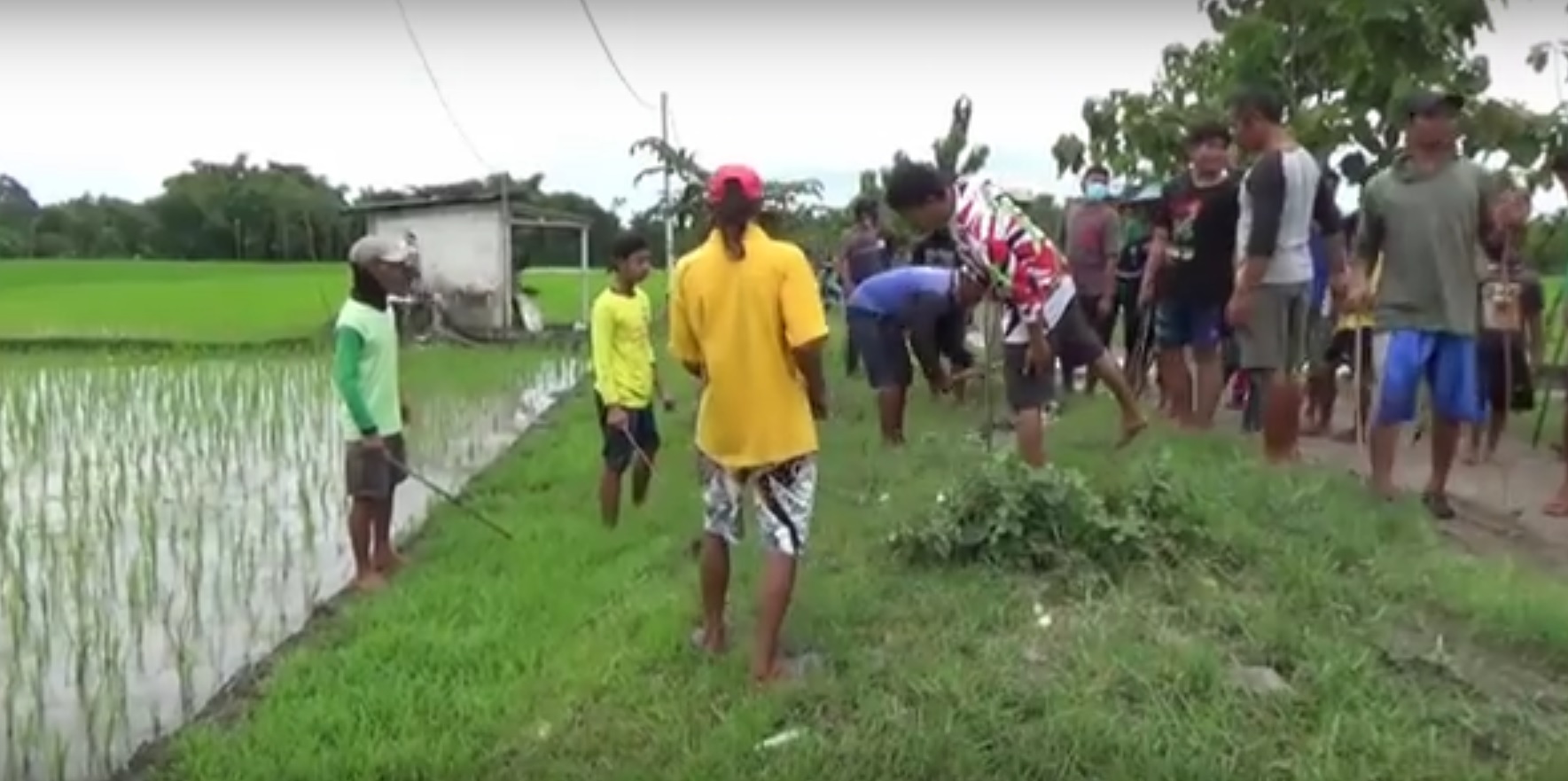 petani Desa Manguharjo di Kabupaten Ngawi, Jawa Timur kompak berburu hama tikus (Foto / Metro TV)