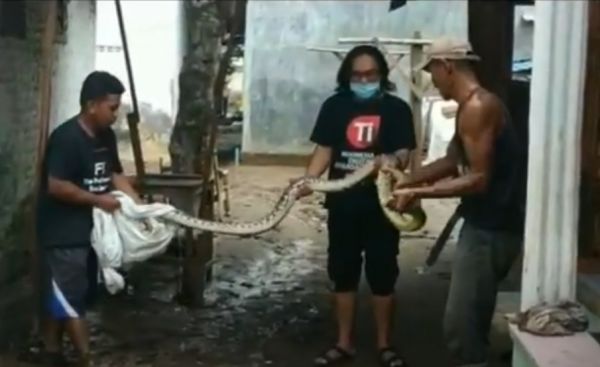 Kebanjiran, Ular Piton Sepanjang 2,5 Meter Masuk Rumah Warga