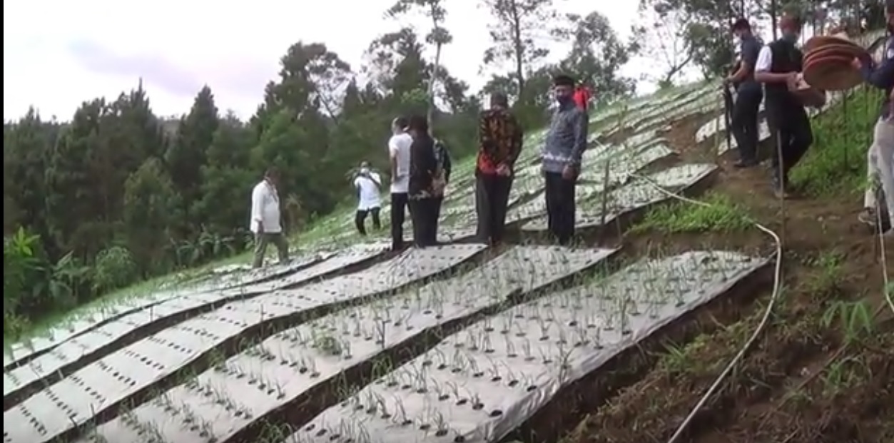 Direktur Jenderal Hortikultura Kementan RI, Prihasto Setyanto dan Wakil Ketua Komisi IV DPR RI dari fraksi partai Nasdem, Hasan Aminuddin saat mendatangi mengunjungi lokasi budidaya bawang putih di desa Sapikerep, Kecamatan Sukapura (Foto / Metro TV)