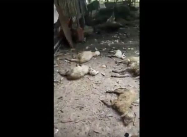 Teror Anjing Liar Serang Kandang Ternak Warga