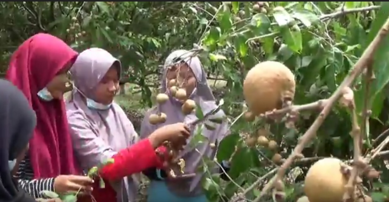 Budidaya Klengkeng di Magetan Cukup Menjanjikan