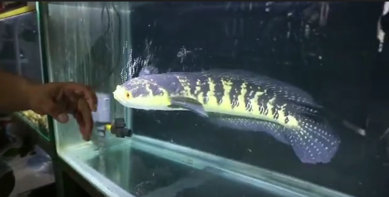 Salah satu koleksi ikan chana milik Heru dengan taksiran harga mulai belasan hingga puluhan juta (Foto / Metro TV)