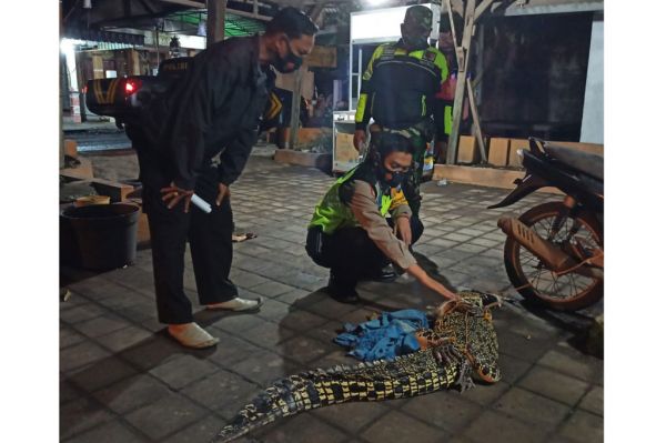 Heboh, Buaya Sepanjang 2 Meter Muncul di Sidoarjo