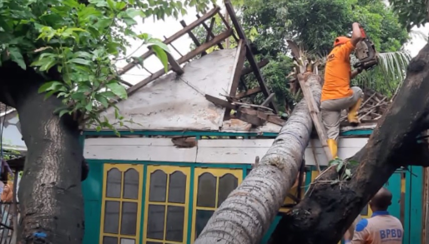 Kondisi rumah di Situbondo yang tertimpa pohon kelapa. (ist)