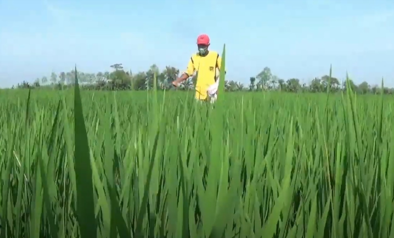 Petani padi di Lamongan kesulitan mendapatkan pupuk bersubsidi. (metrotv)