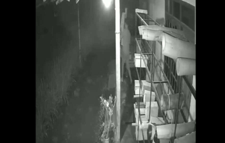 Harga Mahal, Tawon Klanceng Jadi Incaran Maling