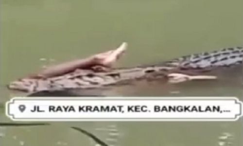 Tangkapan layar video yang hoaks terkait buaya yang membawa potongan tubuh manusia di Kali Kramat Bangkalan, Madura (Foto / Istimewa)