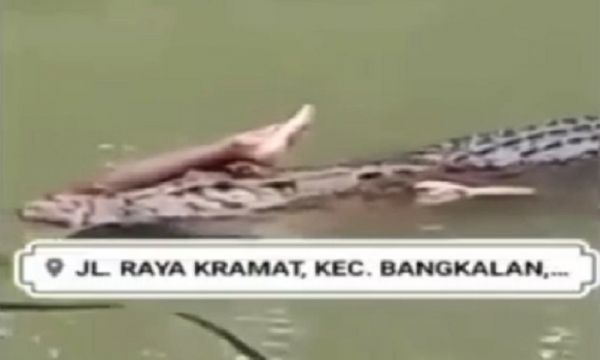 Polisi Buru Penyebar Hoaks Video Buaya Memakan Potongan Tubuh Manusia di Bangkalan