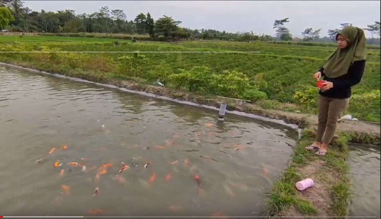 Yulia Hima saat memberi makan ikan koi di kolamnya sebelum dikirim ke berbagai daerah (Foto / Metro TV)