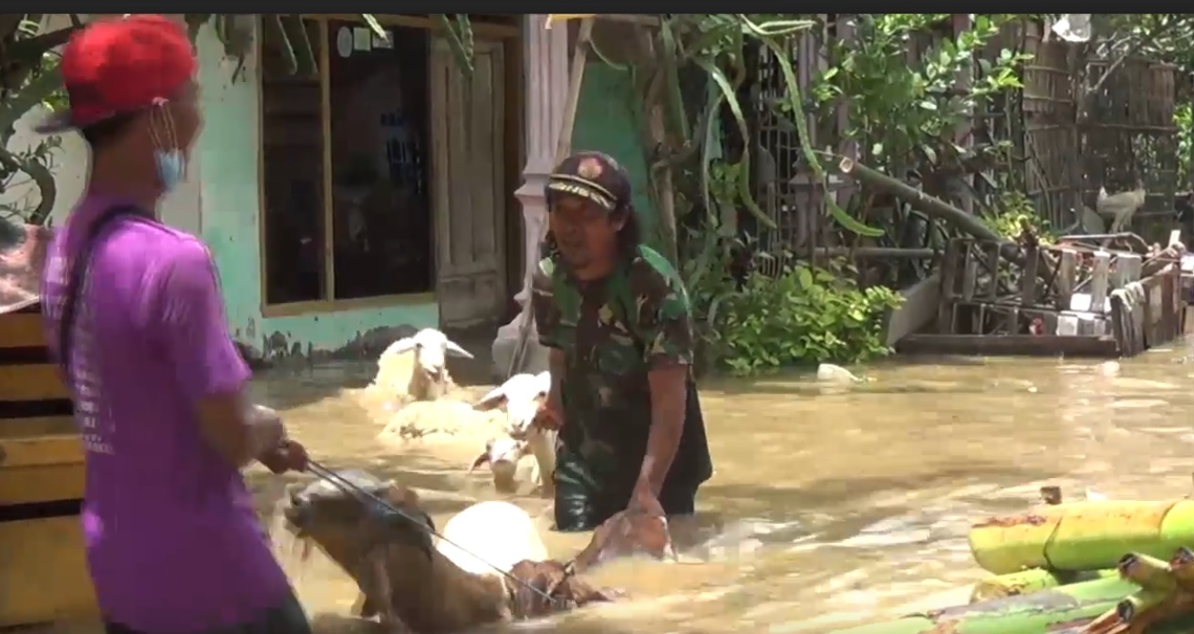 Salah satu pengungsi menyelamatkan kambing dari genangan banjir (Foto / Metro TV)