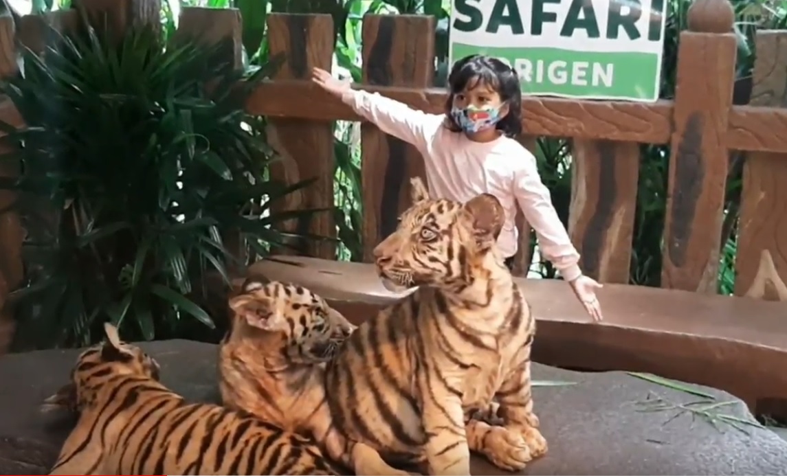 Pengunjung Taman Safari II Prigen berselfie bersama tiga bayi harimau benggala. (metrotv)