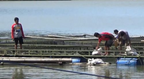 Pemilik keramba ikan di Telaga Ngebel menyelamatkan ikan yang masih hidup. (metrotv)