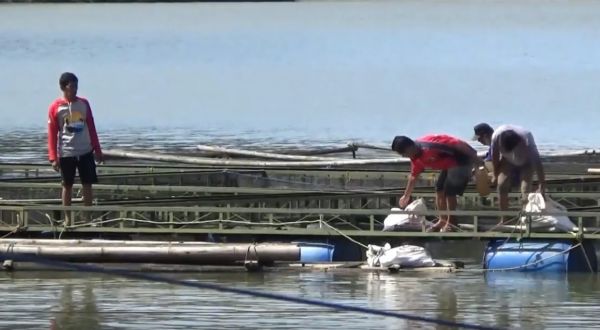 Telaga Ngebel Tercemar Belerang, Ribuan Ikan Mabuk Jadi Rebutan