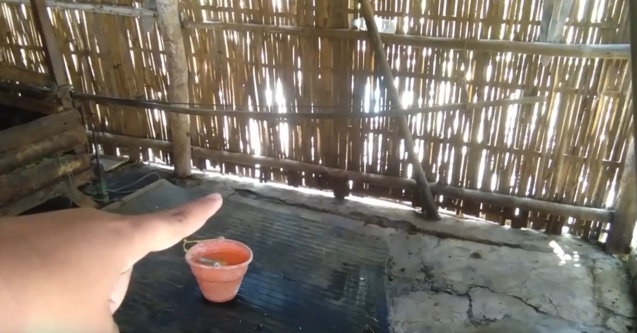 Dua sapi milik warga raib dari kandang (Foto / Metro TV)