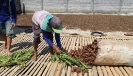 Kunyit Kediri Tembus Pasar Luar Negeri