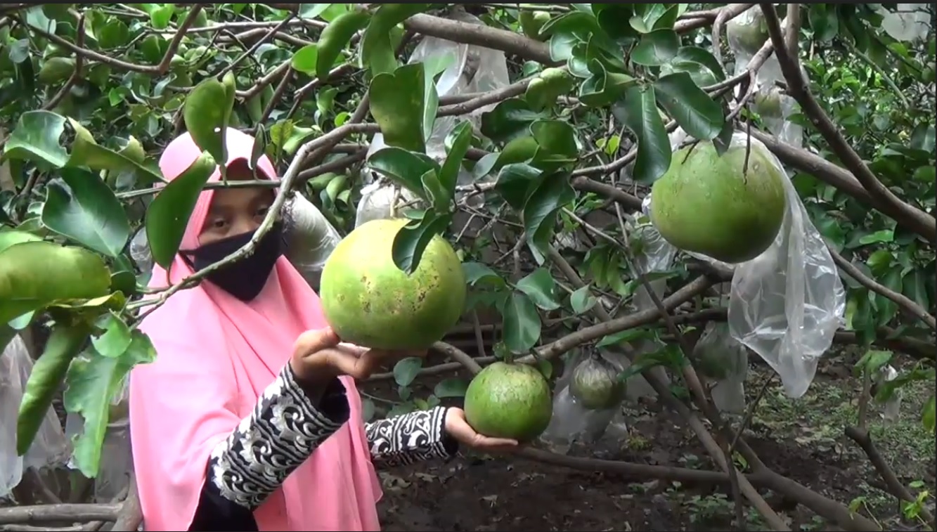 Titik menunjukkan jeruk pamelo yang siap panen (Foto / Metro TV)