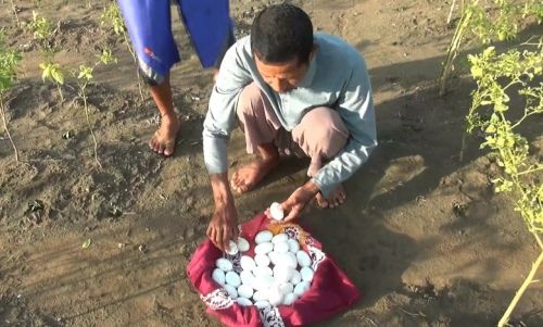 Sofyan saat mengembalikan puluhan telur buaya di bibir bengawan solo (Foto / Metro TV)
