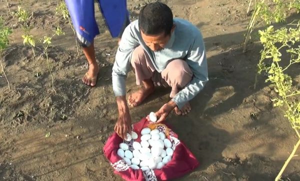 Puluhan Telur Buaya Raib di Bibir Bengawan Solo