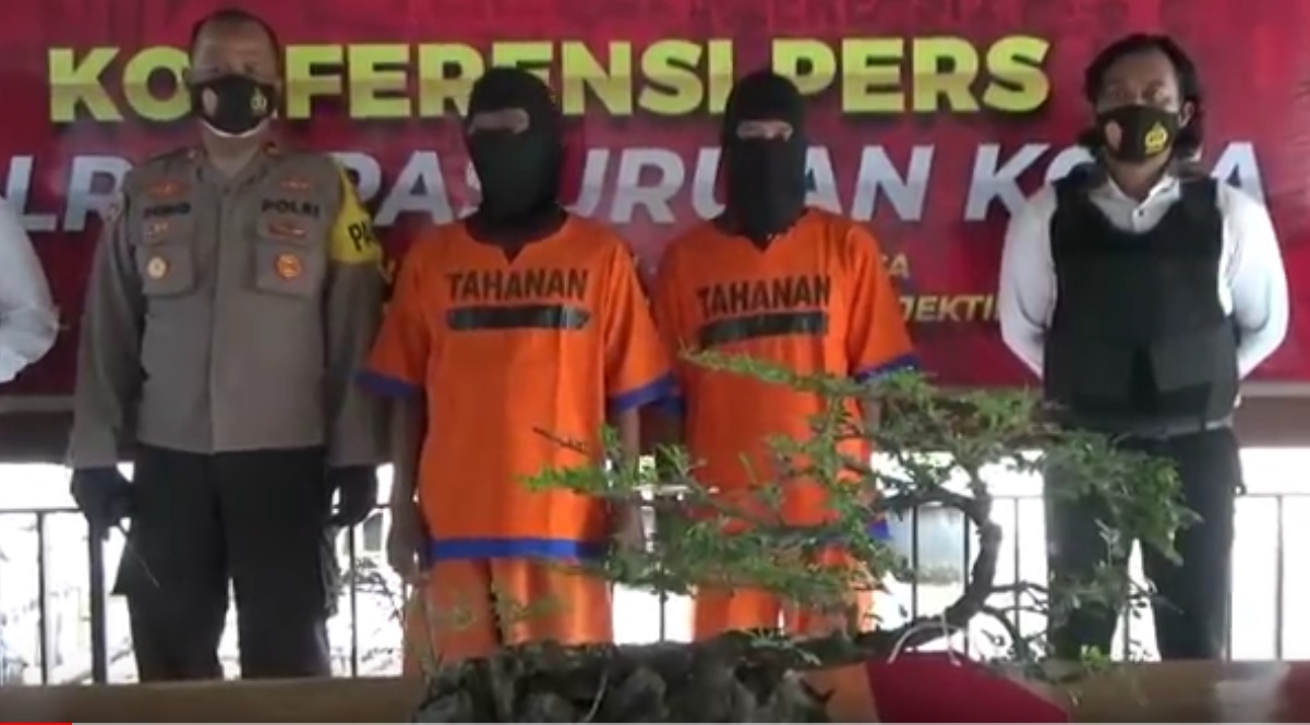 Dua pelaku pencurian tanaman bonsai dan burung perkutut diringkus jajaran Polres Pasuruan Kota. (metrotv)
