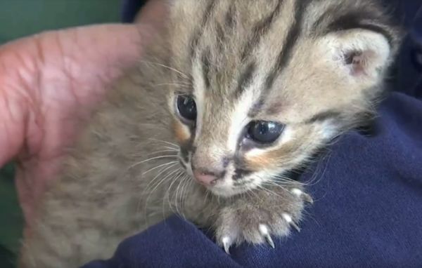 Langka! Petani Lamongan Temukan Dua Anak Kucing Hutan