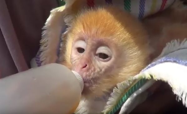 Kejam! Induk Dibunuh, Bayi Lutung Dijual Rp 5 Juta