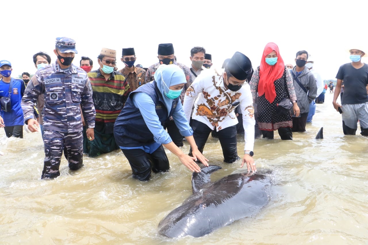 Gubernur Jawa Timur Khofifah Indar Parawansa saat mendorong ikan paus yang terdampar kembali ke tengah (Foto / Metro TV)