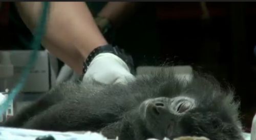 Seekor lutung Jawa menjalani operasi setelah ditemukan peluru proyektik  bersarang di tubuhnya. (metrotv) 