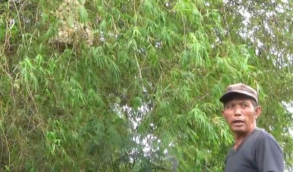 Koloni Tawon Vespa Berulah, Warga Tak Berani Garap Sawah