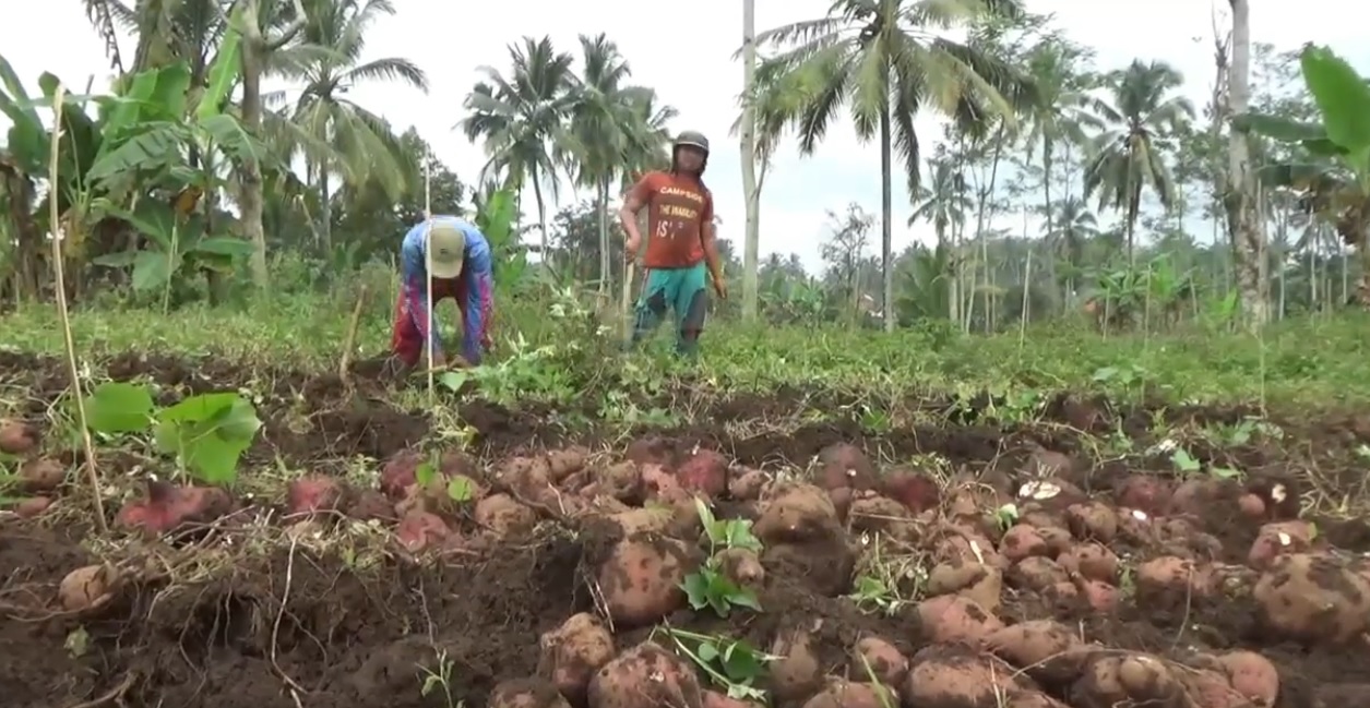 Petani tetap memanen ubi jalar mereka meski harganya anjlok (Foto / Metro TV)