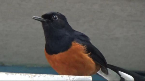 Pecinta Burung Wajib Coba, Budidaya Murai Batu Teknik Poligami